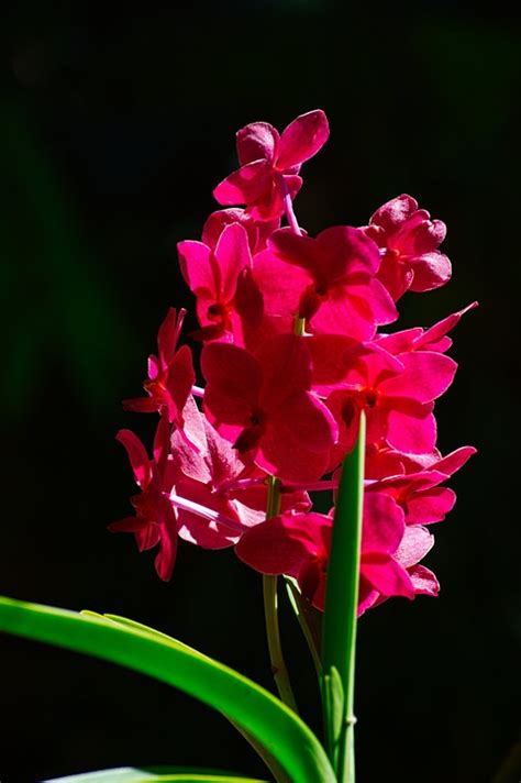 Costa Rica Orchid Plant - Free photo on Pixabay - Pixabay