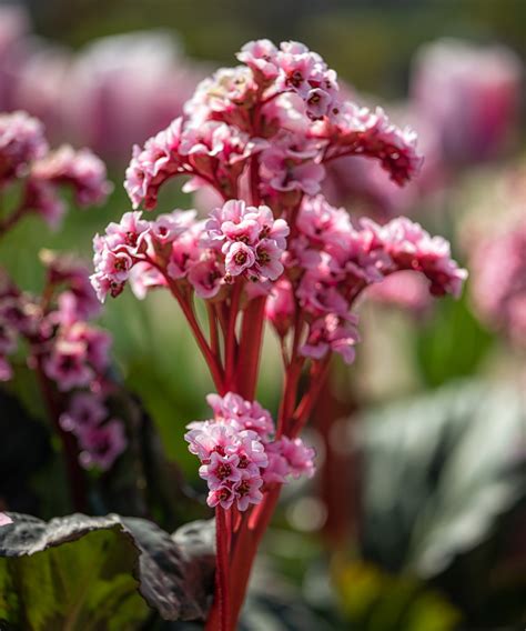 Types of bergenia – 15 pretty varieties for shade and…