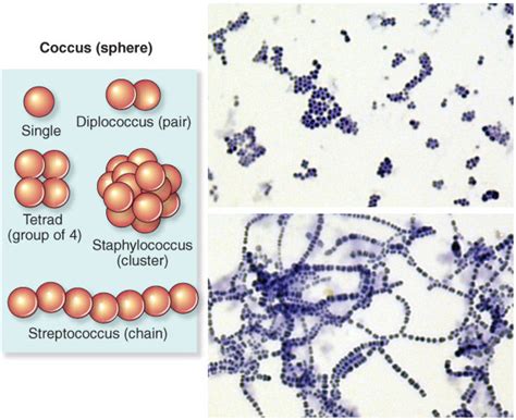 Diplococcus