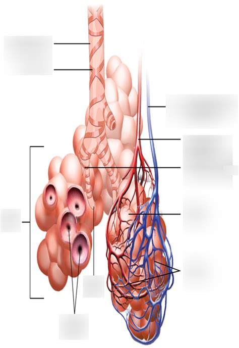 AP Lab II Alveolar Diagram Quizlet