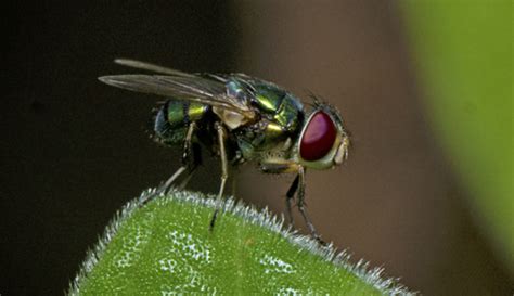 Small Hairy Maggot Blowfly Chrysomya Varipes · Inaturalist