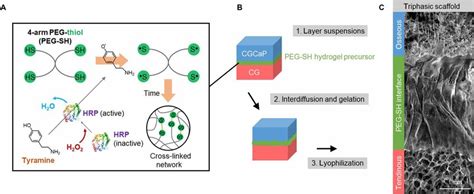 Peg Hydrogel Cross Linking Reaction And Triphasic Scaffold Fabrication