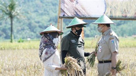 Anies Baswedan Ikut Panen Raya Di Cilacap Gandeng Petani Daerah