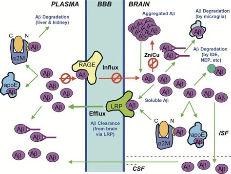 Figure13 Various Pathways Involved In Removal Of Aβ In The Brain