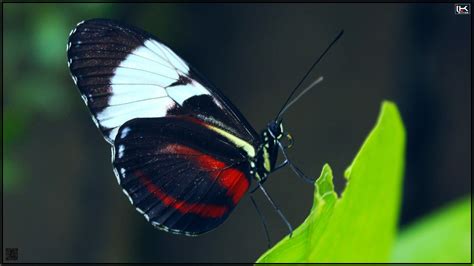 Heliconius By Morishitakurumi On Deviantart