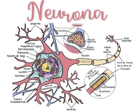 Santiago Rhenals Acu A En Instagram Repasemos La Antonina Neuronal