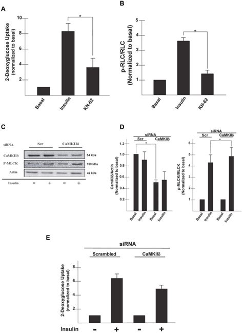 3t3 L1 Adipocytes Were Serum Starved For 4 H And The Pretreated With