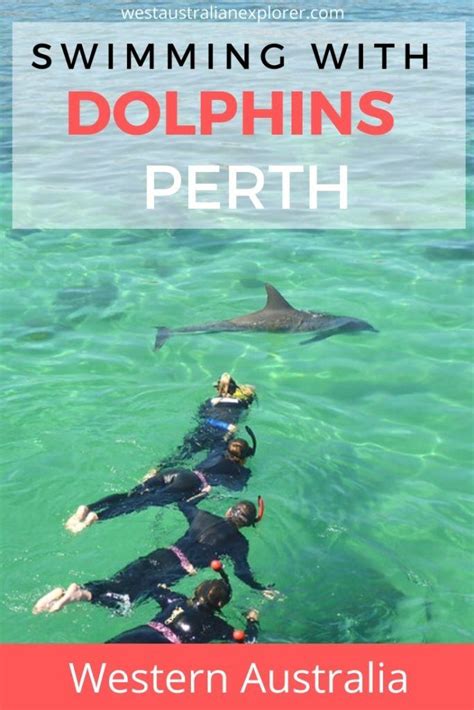 Where To Swim With Dolphins In Perth For A Truly Wild Encounter West