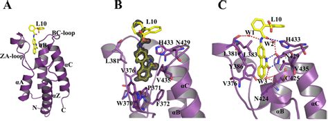 The Structure Of Brd Bd In Complex With L A The Tertiary