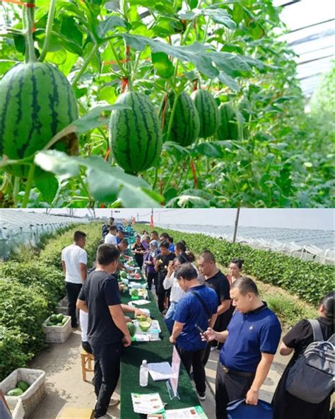 北京大学现代农业研究院秋季西瓜新品种现场观摩暨潍坊市瓜类作物种业创新会在青州举办 联盟动态 国家现代农业与食品前沿产业技术创新战略联盟国家