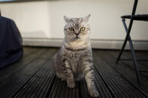 Premium Photo Close Up Of Persian Cat Sitting By Chair On Floor