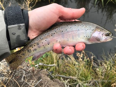 Native Trout Fly Fishing Whitehorse Basin Cutthroat Trout