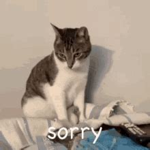 Cat Sorry GIFs | Tenor