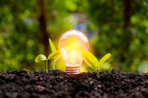 Premium Photo Lightbulb With Small Plant On Soil And Sunshine Concept