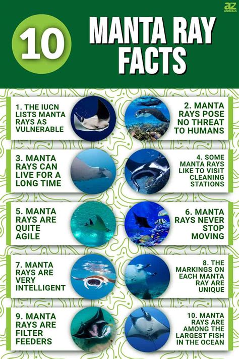 10 Interesting Facts About Manta Rays - A-Z Animals