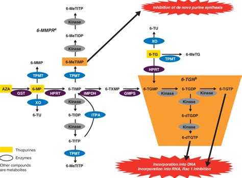 Thiopurine Metabolism A The Metabolites Metimp Metidp And