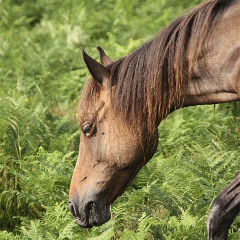 EPM in Horses - The Narrow Trail