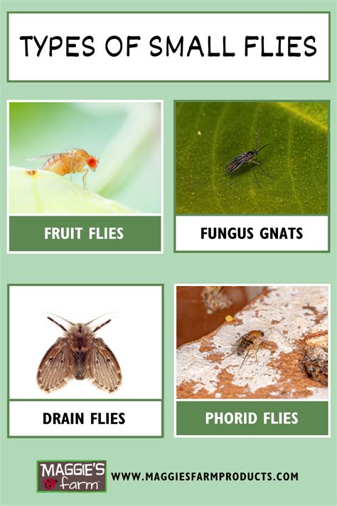 Types Of Small Flies Natural Pest Control