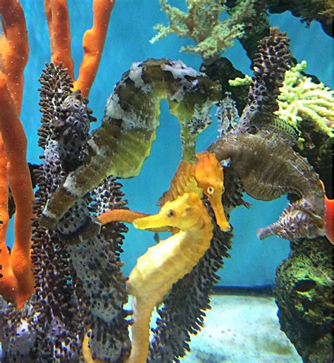 Tank Mates For Seahorses Live Corals Alyssas Seahorse Savvy