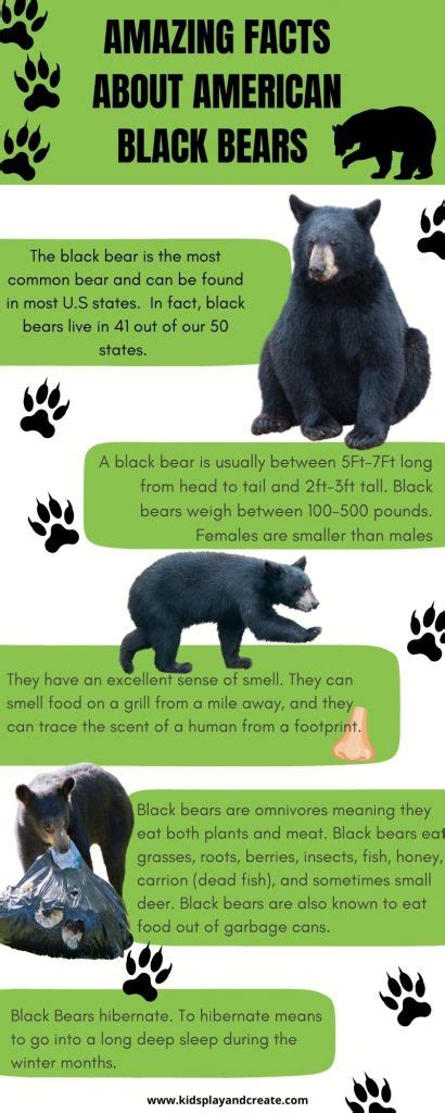 American Black Bear Facts for Kids | Kids Play And Create