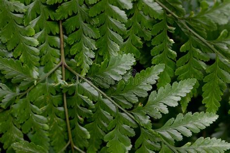 Fern And Sporangium Stock Image Image Of Biology Abstract 159238885