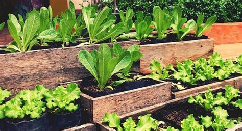 C Mo Hacer Una Huerta En Casa Paso A Paso Tu Hogar Uruguay