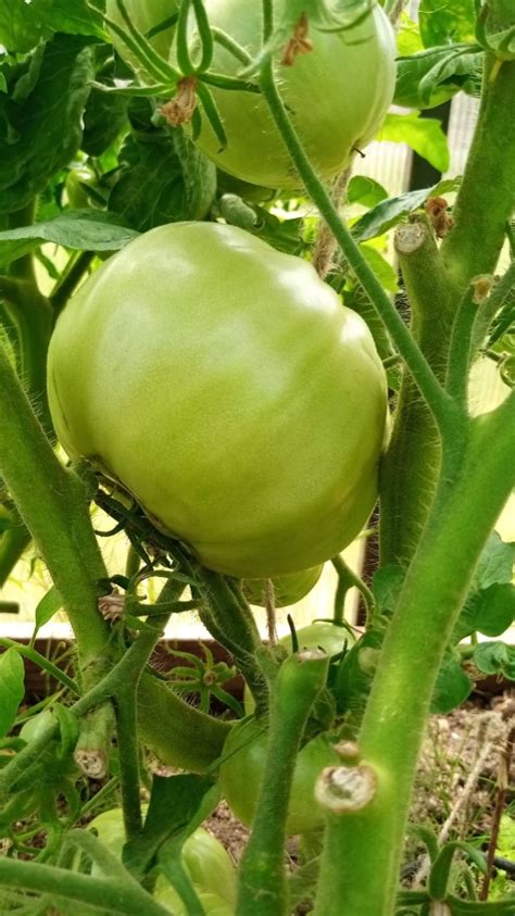 Томат Оранжевый слон: ОТЗЫВЫ (19), фото, урожайность | tomatland.ru