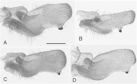 Female Genitalia Including Ovipositor To Corpus Bursae A Tegeticula Download Scientific