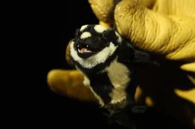 Why Is The Badger Bat A Rare Specie? | Pestclue