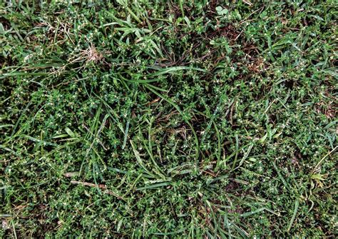 Green grass texture 14788120 Stock Photo at Vecteezy