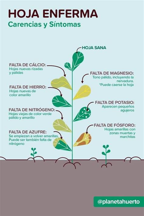 Infoagronomo Net On Twitter Hoja Enferma Carencias Y S Ntomas