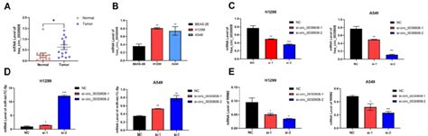 Circrna 0039908 Can Regulate The Expression Of Mir Let7c 5p And Rrm2 Download Scientific