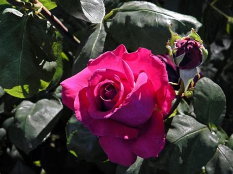 Rose Shrub Brindabella Purple Prince Milaegers