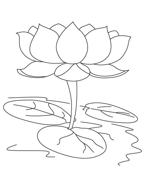 Lotus Flower Drawing Color at GetDrawings | Free download