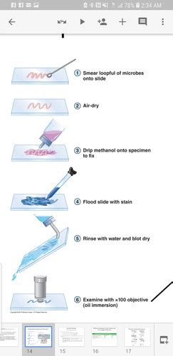 Lab 9 Smear Preparation And Simple Staining Flashcards Quizlet