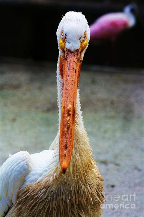 Big Nose Photograph By Chuck Hicks Fine Art America