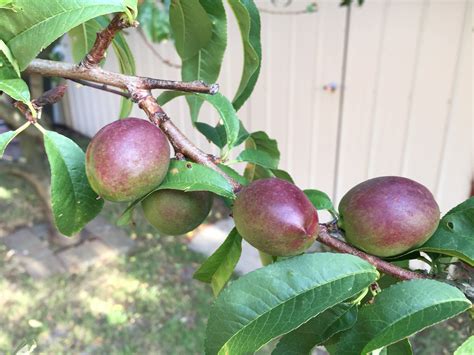 Plum Fruit Tree