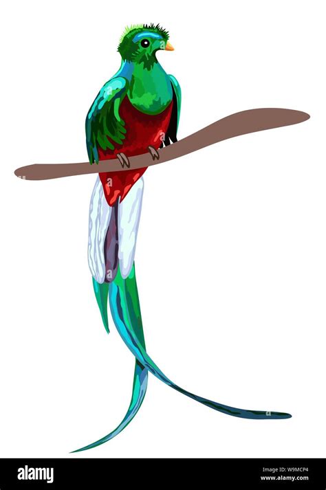 Green Tropical Bird Resplendent Quetzal Sitting On Branch Isolated On