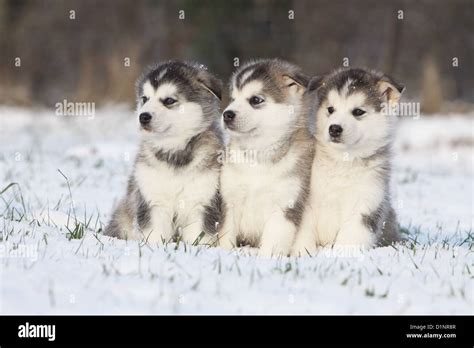 Are Malamute Puppies Fluffy