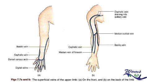 Arm Vein Anatomy Surface