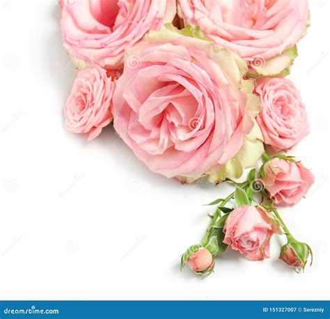 Rosas Cor De Rosa Bonitas No Fundo Branco Imagem De Stock Imagem De