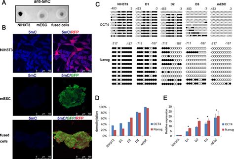 Gradual Dna Demethylation And Upregulation Of Pluripotent Genes In