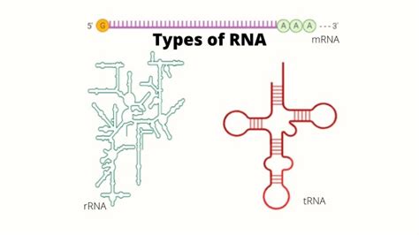 Types of RNA: Structure and Functions • Microbe Online