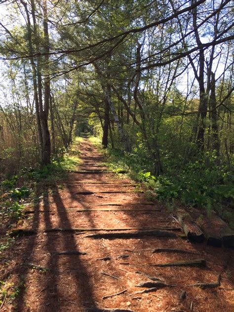 Richs Pedalpoint Bog Meadow Brook Trail