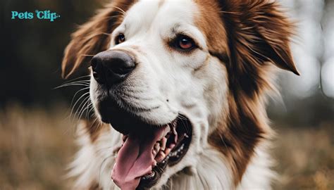 Which Dog Breeds Bite Most Often: Shocking Statistics Revealed - Pets Clip