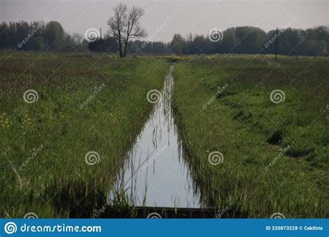 Wilg Op De Weide Bij De Laagste Polder In Nederland Zuidpolder Tussen