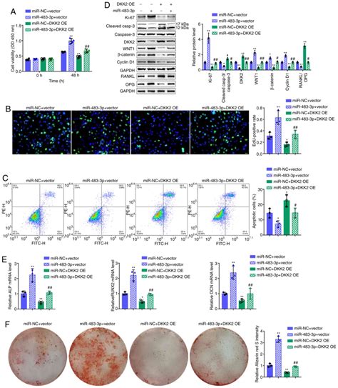 Mir‑483‑3p Promotes The Osteogenesis Of Human Osteoblasts By Targeting