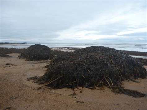 From Tyne To Tyne Weed Harvest Richard West Geograph Britain