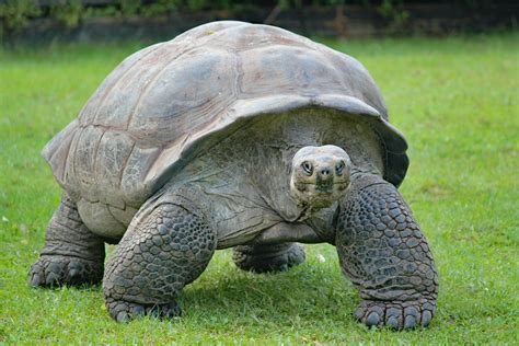mengenal kura kura reptil  bisa hidup ratusan