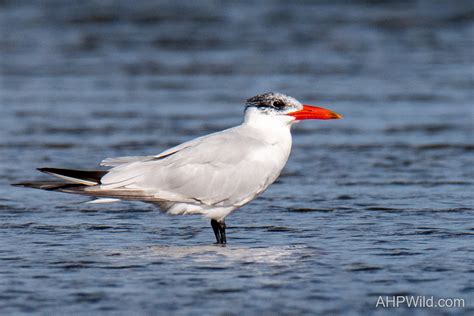 Caspian Tern – AHP Wild